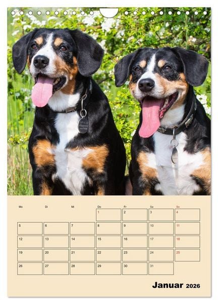 Produktbild: Jahresplaner Entlebucher Sennenhund (Wandkalender 2026 DIN A4 hoch), CALVENDO Monatskalender