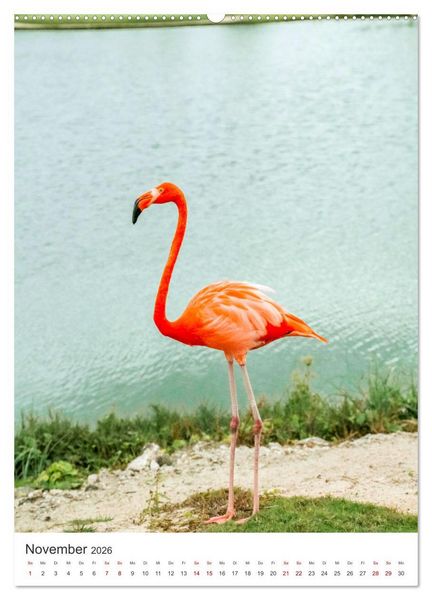 Produktbild: Flamingos in rosa Federpracht. (Wandkalender 2026 DIN A2 hoch), CALVENDO Monatskalender