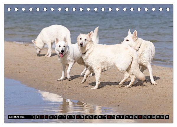 Produktbild: Berger Blanc Suisse - Weggef&auml;hrten auf 4 Pfoten (Tischkalender 2026 DIN A5 quer), CALVENDO Monatskalender