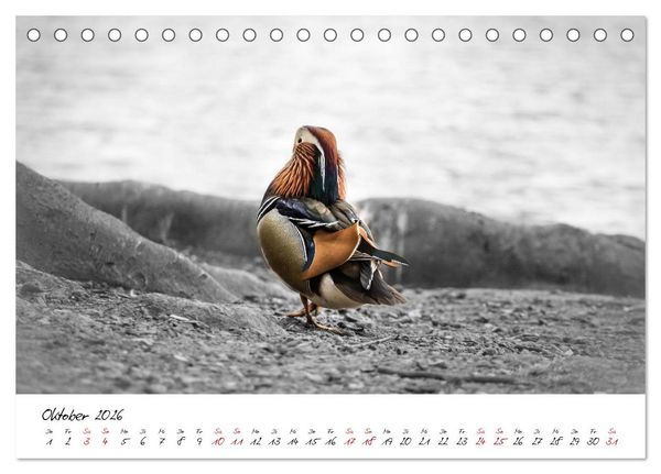 Produktbild: Abenteuer einer Mandarinente (Tischkalender 2026 DIN A5 quer), CALVENDO Monatskalender