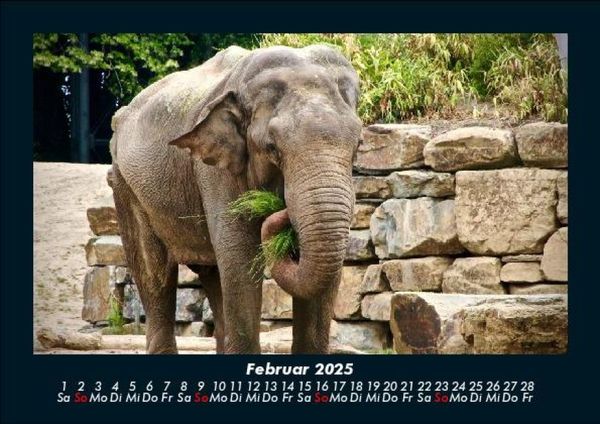 Produktbild: Elefanten - Die sanften Riesen Afrikas 2025 Fotokalender DIN A5