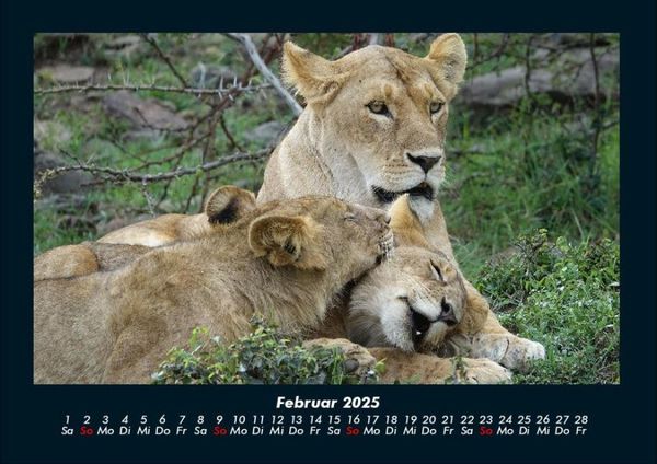Produktbild: Welt der Tiere 2025 Fotokalender DIN A4