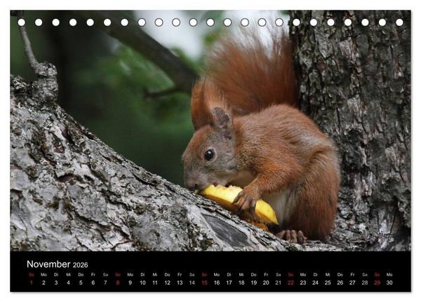 Produktbild: Artist im Garten. Das Eichh&ouml;rnchen (Tischkalender 2026 DIN A5 quer), CALVENDO Monatskalender