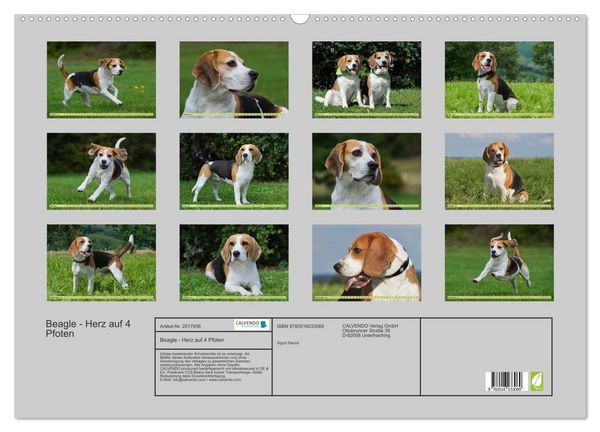 Produktbild: Beagle - Herz auf 4 Pfoten (Wandkalender 2026 DIN A2 quer), CALVENDO Monatskalender