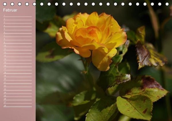 Produktbild: Zarte Sch&ouml;nheiten - Rosen (Tischkalender immerw&auml;hrend DIN A5 quer)