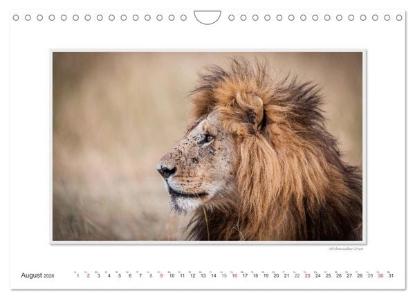 Produktbild: Emotionale Momente: Gro&szlig;e Raubkatzen der Welt. (Wandkalender 2026 DIN A4 quer), CALVENDO Monatskalender