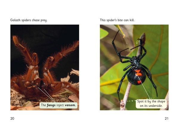 Produktbild: Spider Strike!