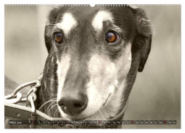 Produktbild: Windhunde eye-catcher (hochwertiger Premium Wandkalender 2026 DIN A2 quer), Kunstdruck in Hochglanz