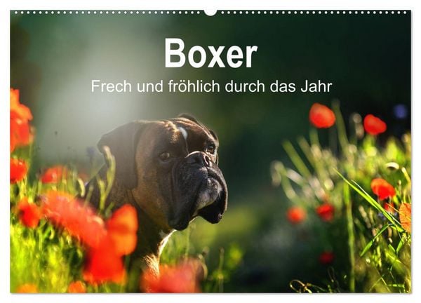 Produktbild: Boxer Frech und fr&ouml;hlich durch das Jahr (Wandkalender 2026 DIN A2 quer), CALVENDO Monatskalender