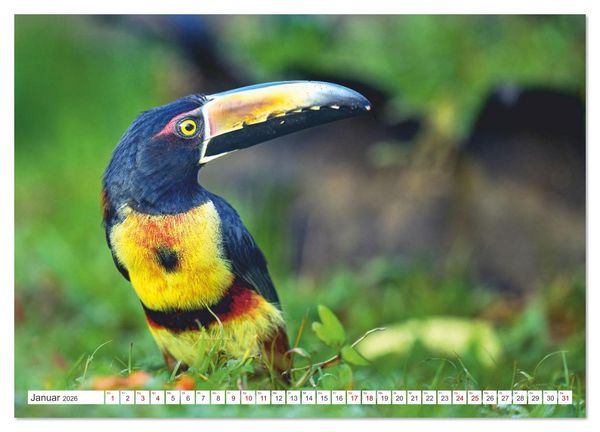 Produktbild: Costa Ricas gefiederte Pracht (Wandkalender 2026 DIN A4 quer), CALVENDO Monatskalender
