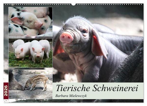 Produktbild: Tierische Schweinerei (Wandkalender 2026 DIN A2 quer), CALVENDO Monatskalender