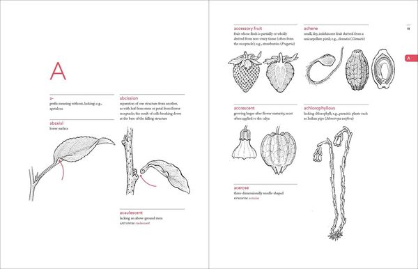 Produktbild: A Botanist's Vocabulary