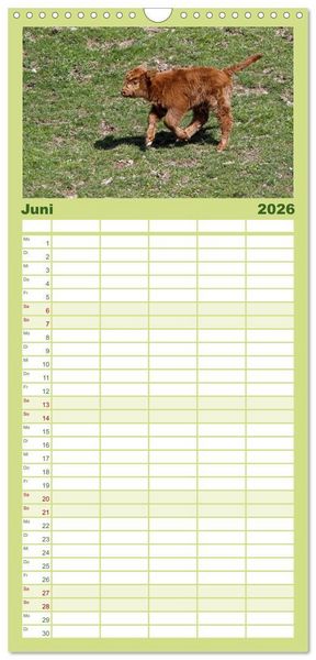 Produktbild: Familienplaner 2026 - Muuuhhh! mit 5 Spalten (Wandkalender, 21 x 45 cm) CALVENDO