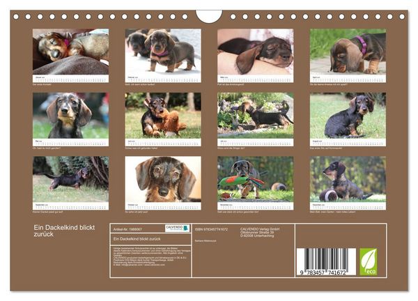 Produktbild: Ein Dackelkind blickt zur&uuml;ck (Wandkalender 2026 DIN A4 quer), CALVENDO Monatskalender