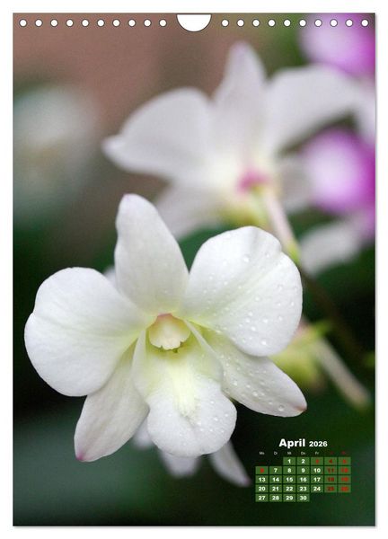 Produktbild: Traumhafte Orchideen (Wandkalender 2026 DIN A4 hoch), CALVENDO Monatskalender
