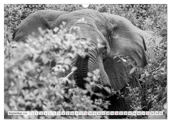 Produktbild: Emotionale Momente: Elefanten in black & white (Wandkalender 2026 DIN A3 quer), CALVENDO Monatskalender