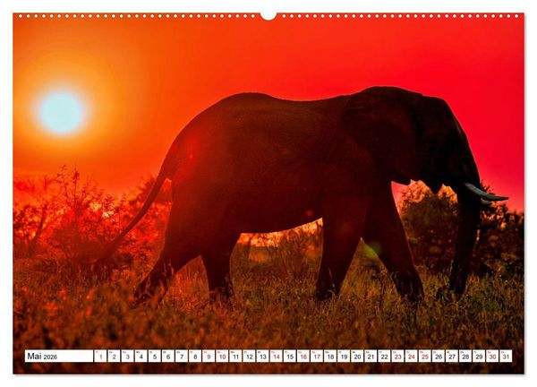 Produktbild: Elefanten-Traum - Herzenssache Afrika (Wandkalender 2026 DIN A2 quer), CALVENDO Monatskalender