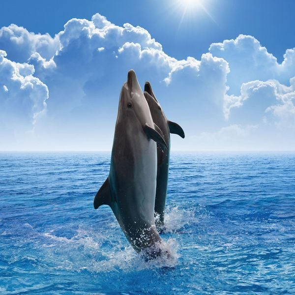 Produktbild: Delfine / Dolphins 2027