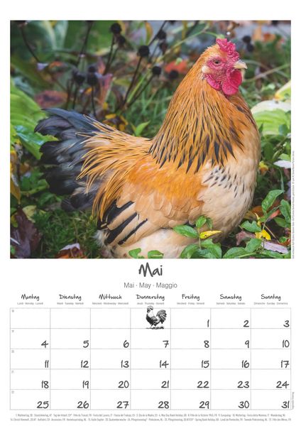 Produktbild: Hühner Kalender im Format 29,7 x 42