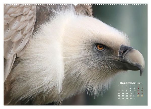 Produktbild: GEIERPORTR&Auml;TS (hochwertiger Premium Wandkalender 2027 DIN A2 quer), Kunstdruck in Hochglanz