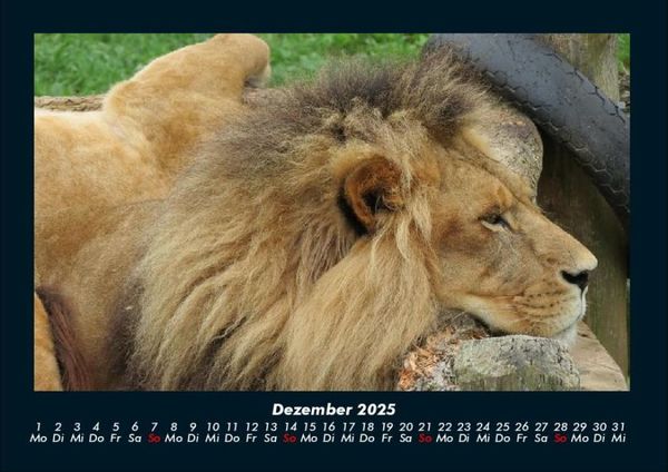 Produktbild: Tiere in der Wildnis 2025 Fotokalender DIN A4
