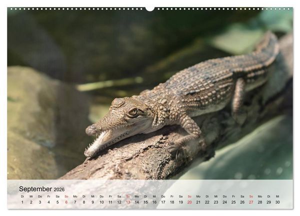 Produktbild: Gro&szlig;e Echsen. Krokodile und Alligatoren (hochwertiger Premium Wandkalender 2026 DIN A2 quer), Kunstdruck in Hochglanz