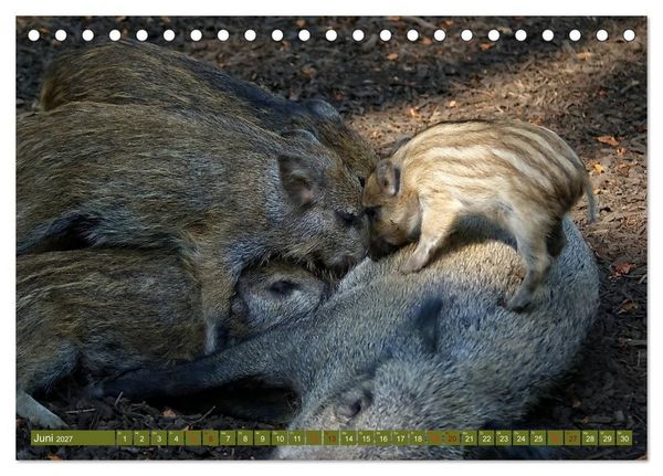 Produktbild: Wildschweins Kinderstube - Freche Frischlinge (Tischkalender 2027 DIN A5 quer), CALVENDO Monatskalender