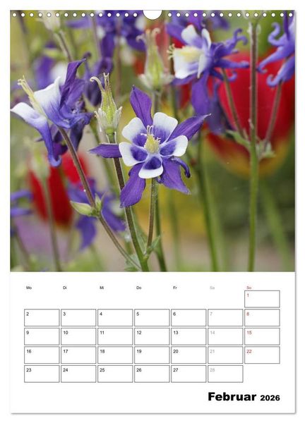 Produktbild: Zauberhafte Akeleien (Wandkalender 2026 DIN A3 hoch), CALVENDO Monatskalender