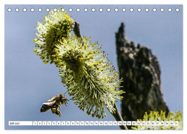 Produktbild: Das Schwenninger Moos - ein vielseitiger Lebensraum (Tischkalender 2027 DIN A5 quer), CALVENDO Monatskalender