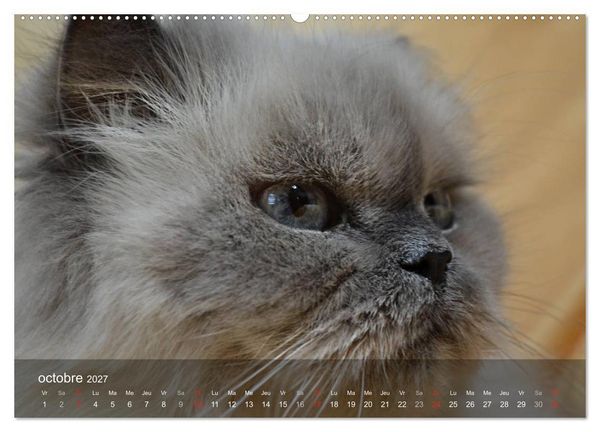 Produktbild: Mine de chat (Calendrier mural haut de gamme 2027 DIN A2 vertical), CALVENDO calendrier mensuel