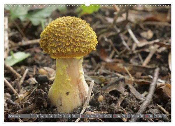 Produktbild: PILZE IM WALD (hochwertiger Premium Wandkalender 2026 DIN A2 quer), Kunstdruck in Hochglanz