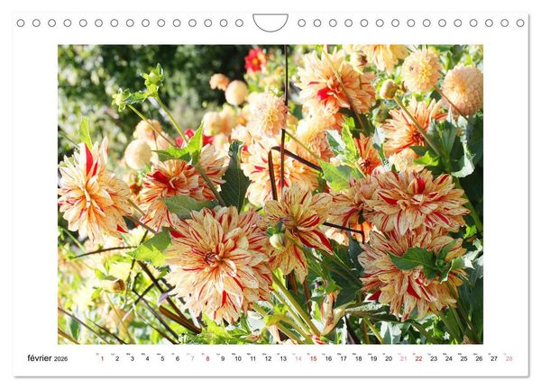 Produktbild: Mes dahlias ador&eacute;s (Calendrier mural 2026 DIN A4 vertical), CALVENDO calendrier mensuel