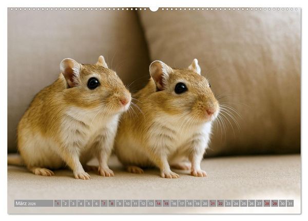 Produktbild: Maus im Haus - der Gerbil Kalender (Wandkalender 2026 DIN A2 quer), CALVENDO Monatskalender
