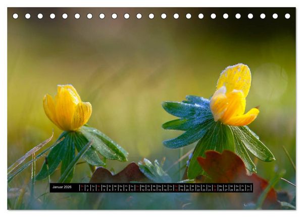Produktbild: Bl&uuml;ten-Zauber am Wegesrand 2026 (Tischkalender 2026 DIN A5 quer), CALVENDO Monatskalender