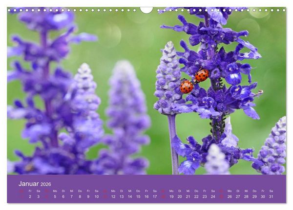 Produktbild: Fauna trifft Flora - Tierischer Besuch im Pflanzenreich (Wandkalender 2026 DIN A3 quer), CALVENDO Monatskalender