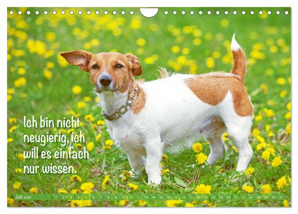 Produktbild: Jack Russell Terrier: Komm spielen (Wandkalender 2026 DIN A4 quer), CALVENDO Monatskalender