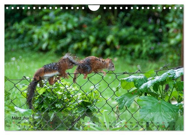 Produktbild: Spa&szlig; mit Eichh&ouml;rnchen-Kindern (Wandkalender 2026 DIN A4 quer), CALVENDO Monatskalender