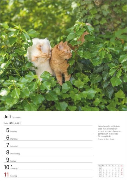 Produktbild: Katzen Wochenplaner 2027 - 53 faszinierende Fotografien