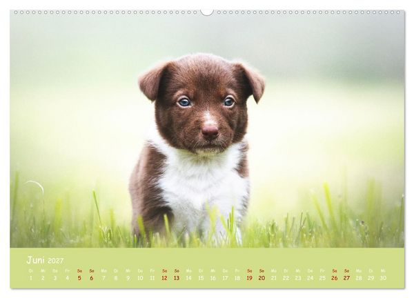 Produktbild: Border Collie Kalender &ndash; Ausdrucksstarke Close-up-Portraits durch die Jahreszeiten (hochwertiger Premium Wandkalender 2027 DIN A2 quer), Kunstdruck in Hochglanz