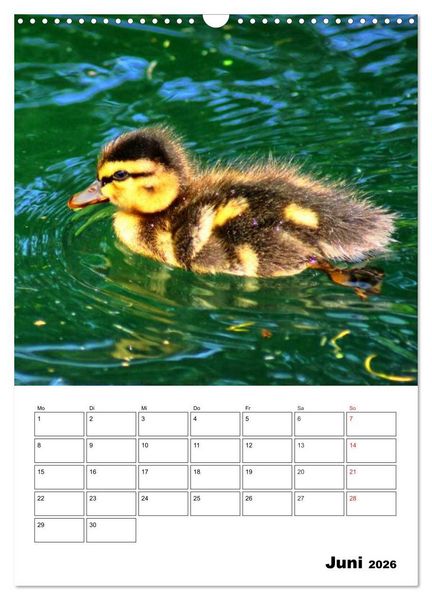 Produktbild: Heimische Wildtiere Terminplaner (Wandkalender 2026 DIN A3 hoch), CALVENDO Monatskalender