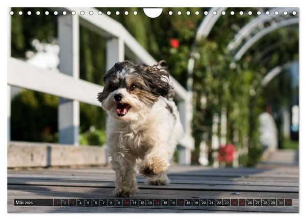 Produktbild: Spa&szlig; mit Havanesern (Wandkalender 2026 DIN A4 quer), CALVENDO Monatskalender