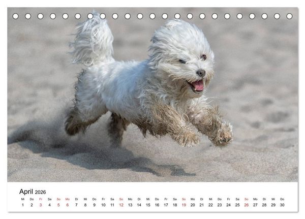 Produktbild: Moritz, der freche Malteser (Tischkalender 2026 DIN A5 quer), CALVENDO Monatskalender