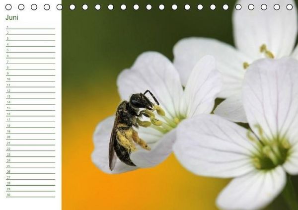 Produktbild: Bienen - Emsige Helfer (Tischkalender immerw&auml;hrend DIN A5 quer)