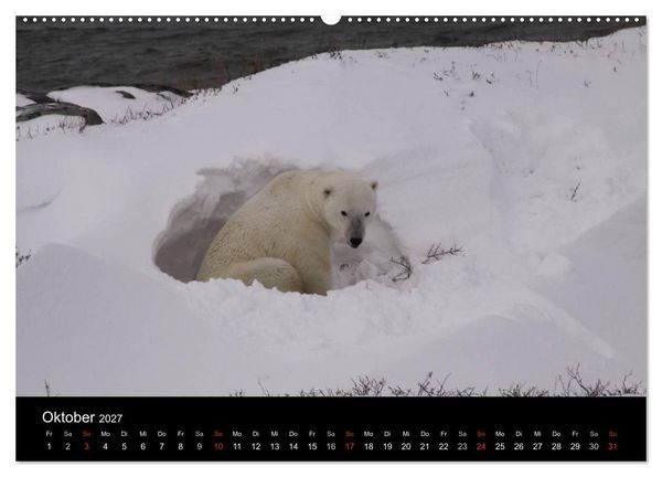 Produktbild: Arktische Tr&auml;ume - Eisb&auml;ren in Kanada (Wandkalender 2027 DIN A2 quer), CALVENDO Monatskalender