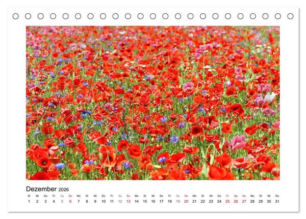 Produktbild: Mohn, zarte Bl&uuml;ten, starke Farben (Tischkalender 2026 DIN A5 quer), CALVENDO Monatskalender