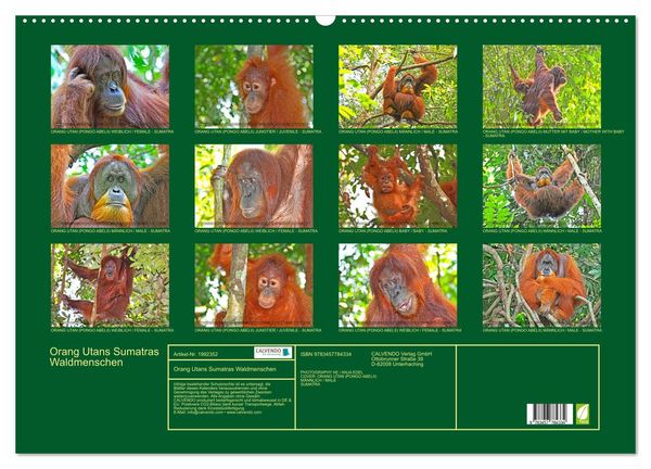 Produktbild: Orang Utans Sumatras Waldmenschen (Wandkalender 2026 DIN A2 quer), CALVENDO Monatskalender