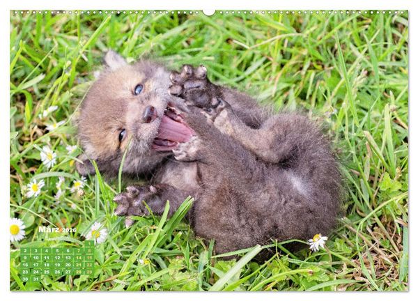 Produktbild: Der Fuchs: Kluger J&auml;ger (Wandkalender 2026 DIN A2 quer), CALVENDO Monatskalender