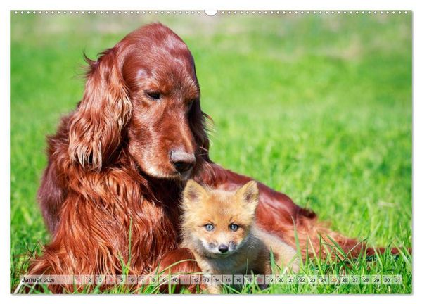 Produktbild: Beste Freunde - Bezaubernde Tierfreundschaften (hochwertiger Premium Wandkalender 2026 DIN A2 quer), Kunstdruck in Hochglanz