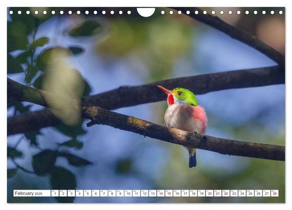 Produktbild: Birds of Cuba Island (Wall Calendar 2026 DIN A4 landscape), CALVENDO 12 Month Wall Calendar