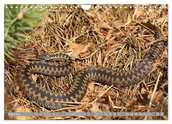 Produktbild: Pietzmoor - ein Hochmoor in der L&uuml;neburger Heide (Wandkalender 2026 DIN A4 quer), CALVENDO Monatskalender